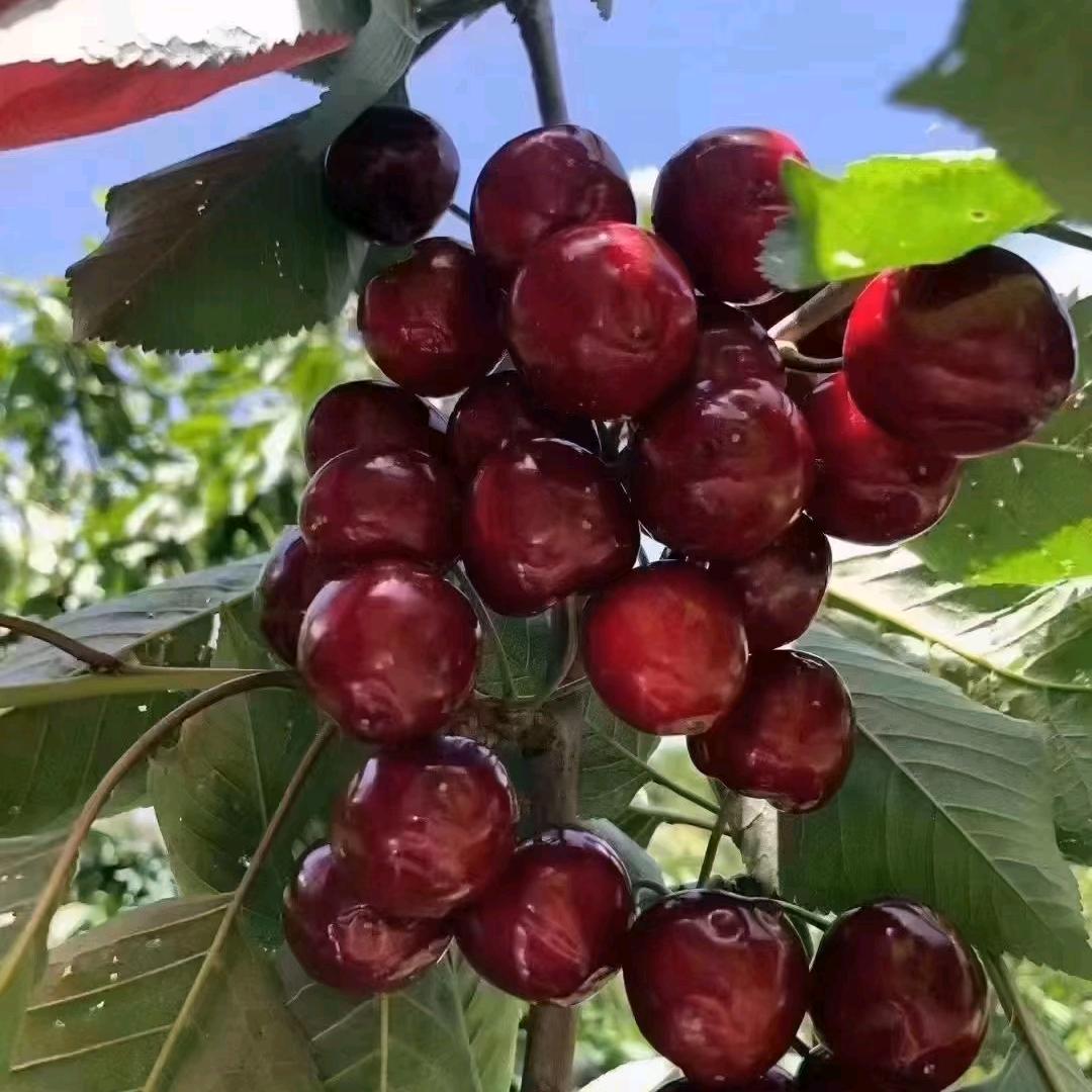 1秒钟记忆🌹🌹🌹