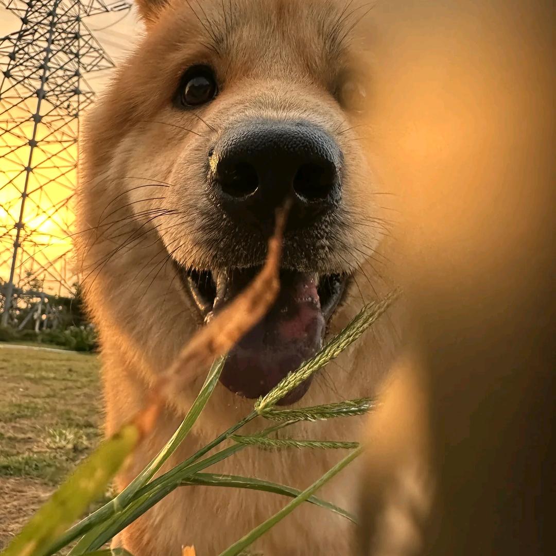 旺旺小小佳