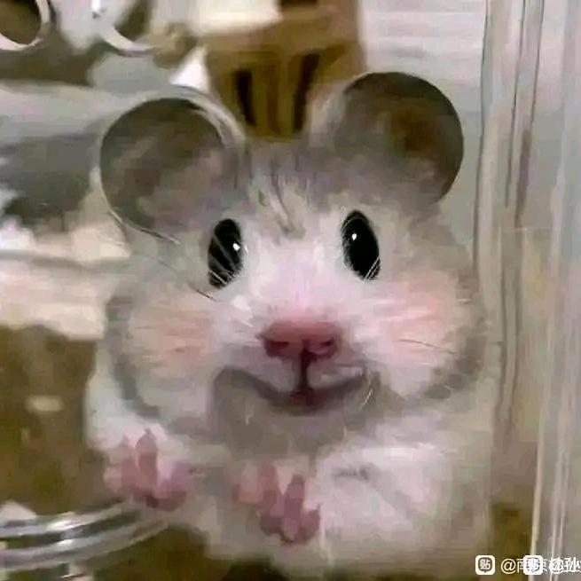 🌈🐭🐭