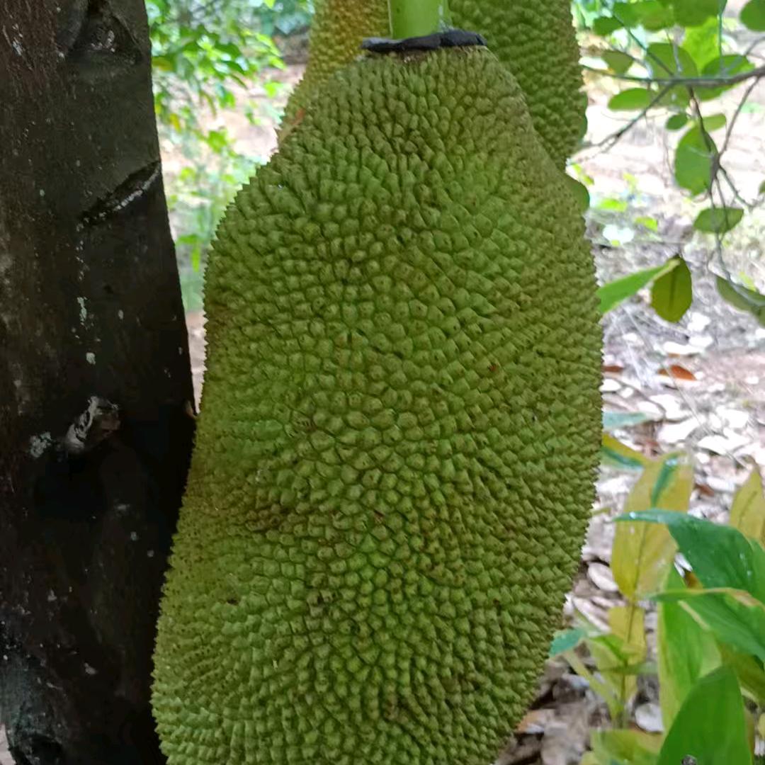 时来运转
