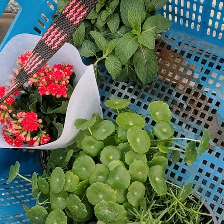 鸿运当头