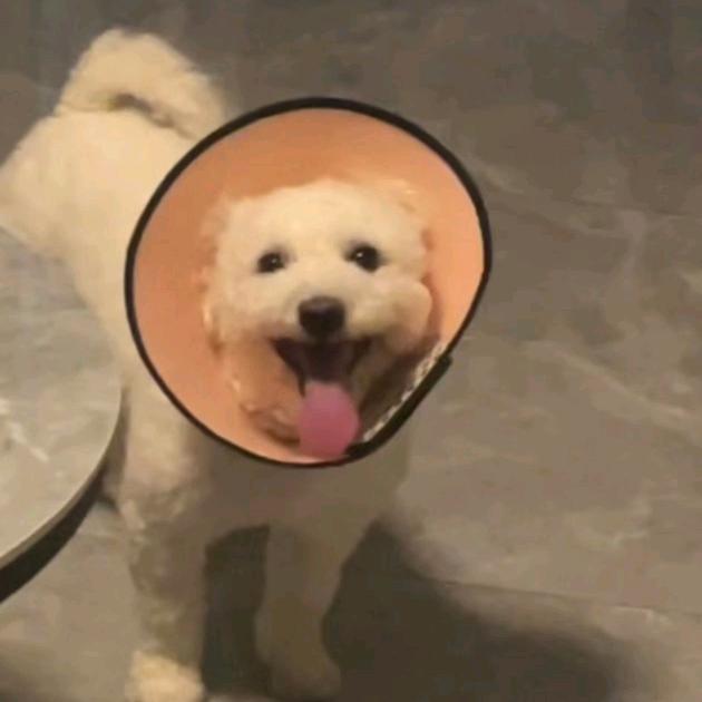 是米朵妈妈吖(单亲宝妈)