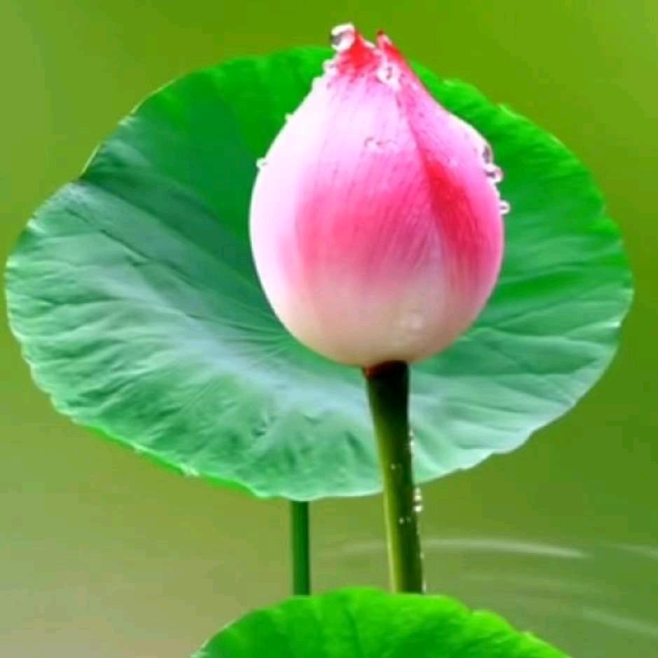 🌿风吹落叶🌿叶追尘
