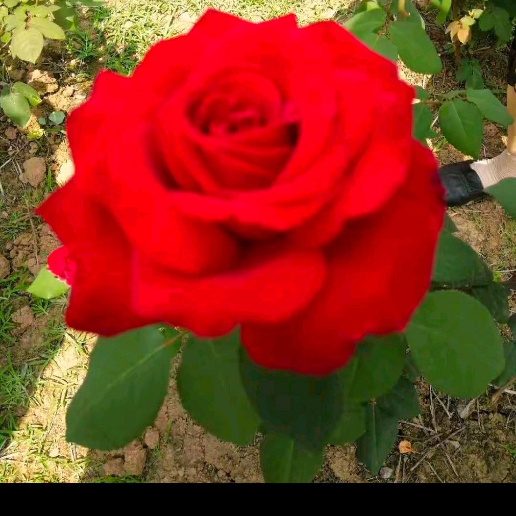 开心🩷🩷就好