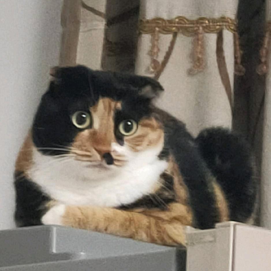 🌔阿拉灯神丁🪐