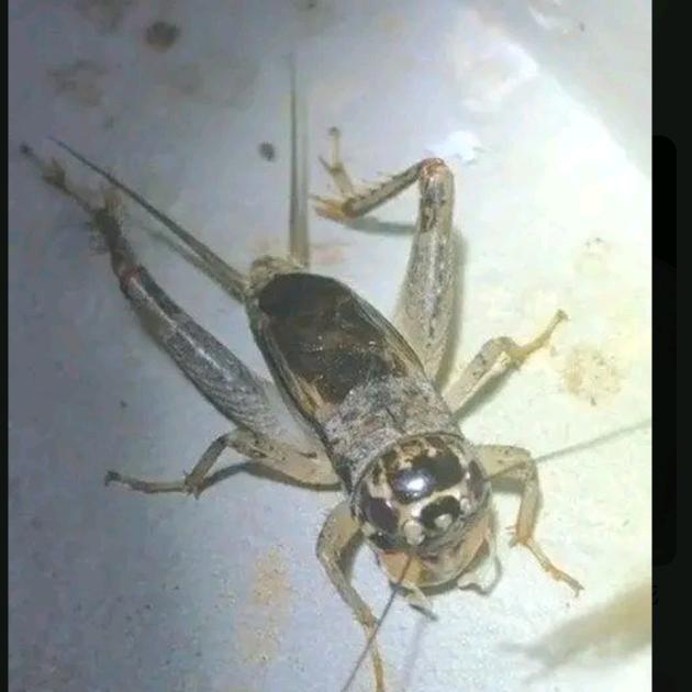 河北宁津野生蟋蟀