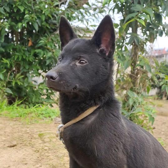 北辰