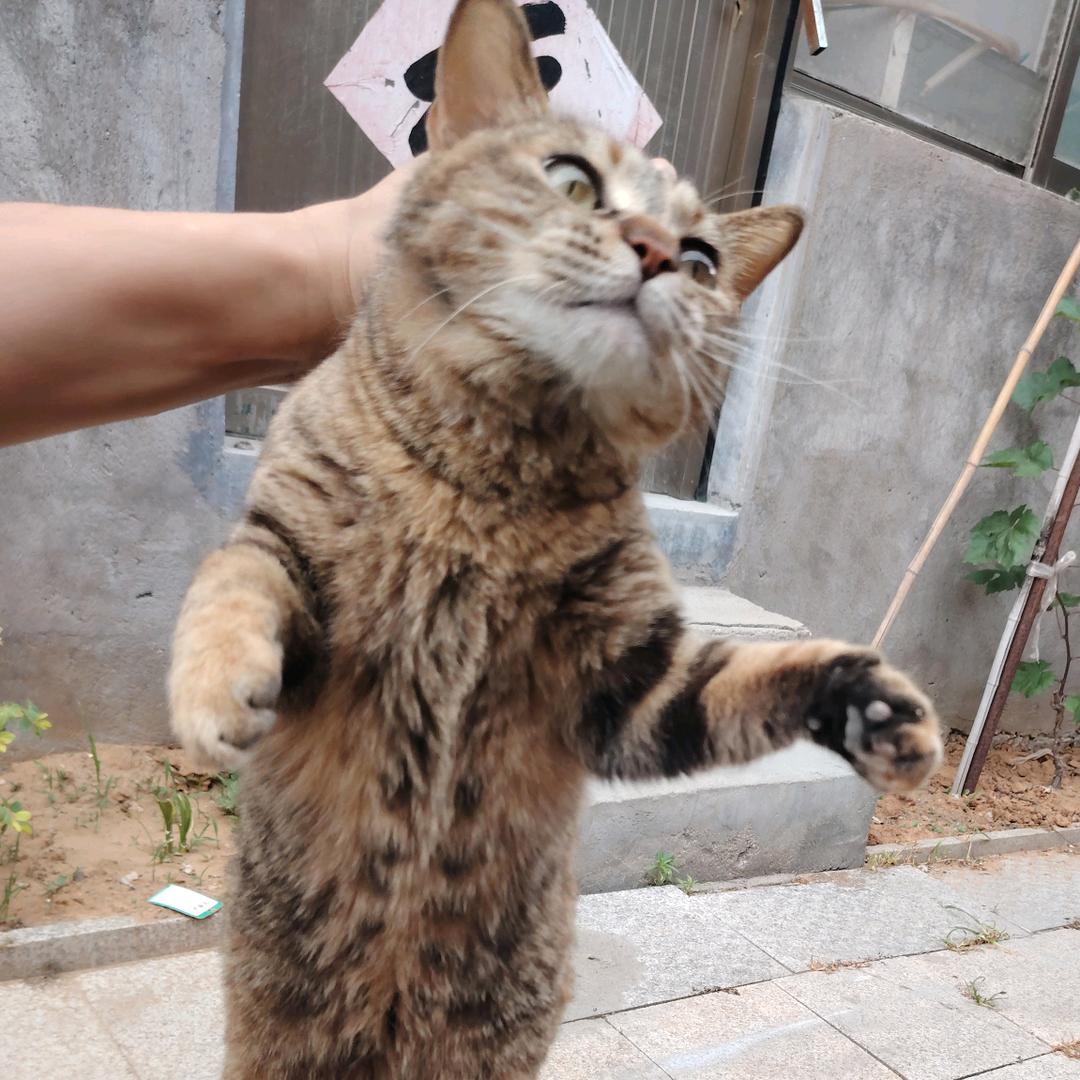 241小白龙