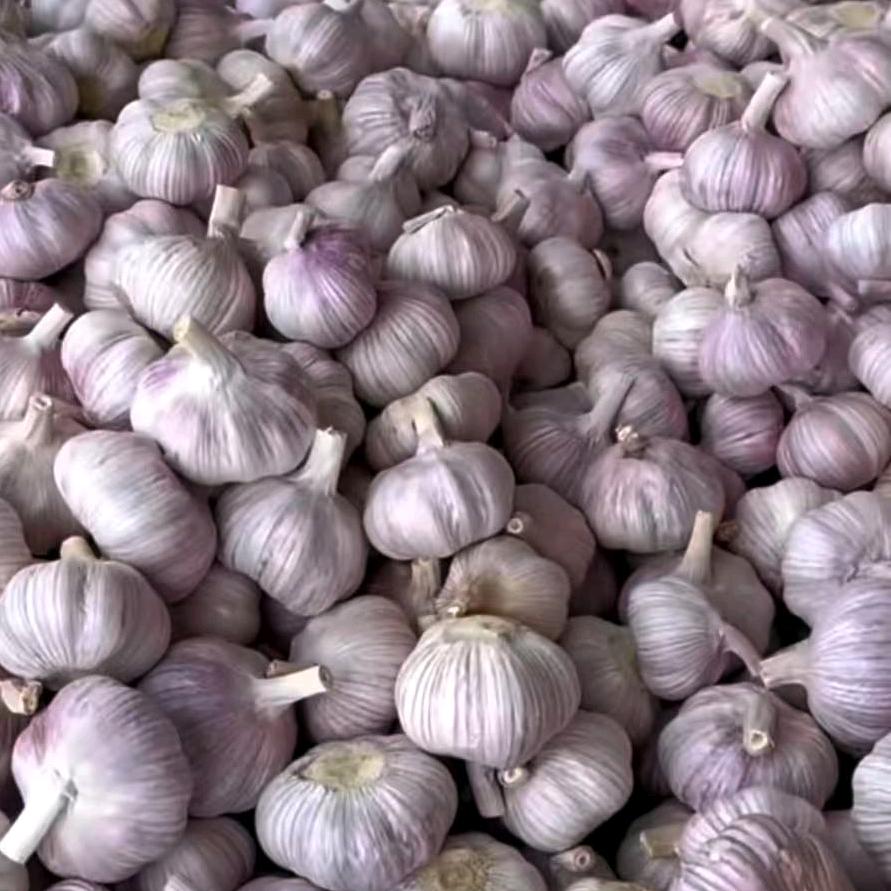 金乡大蒜～农达