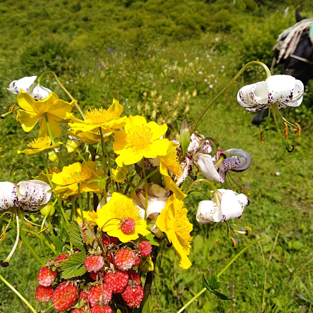 梦云圆……多尔