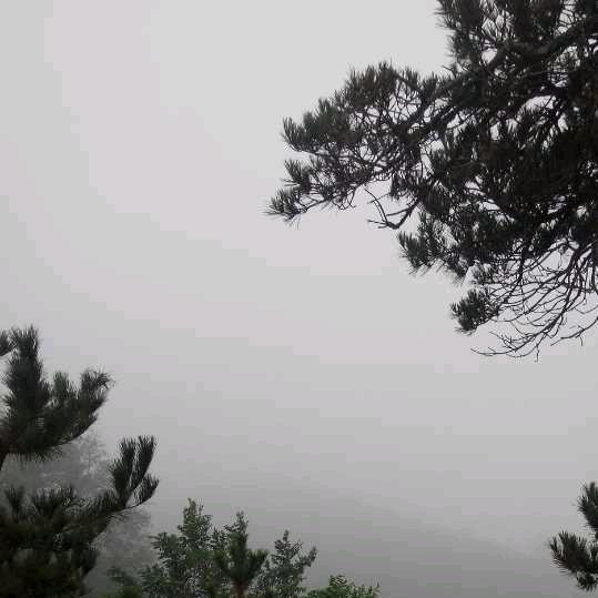 落地生花
