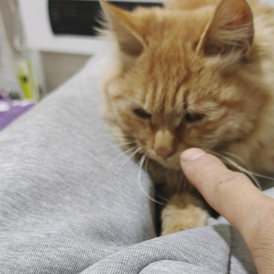@小小橙会跳舞的小猫咪