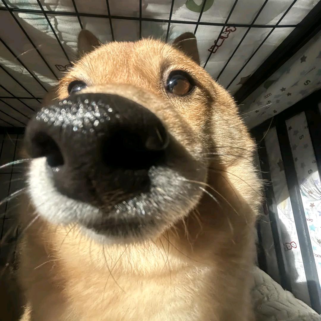 蜡笔小新