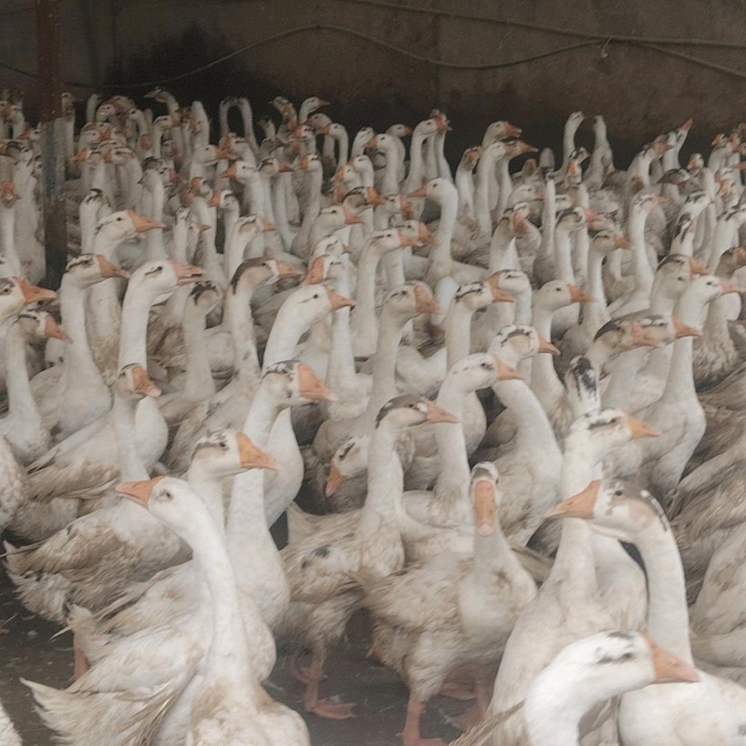 羽飞扬鲜鹅批发