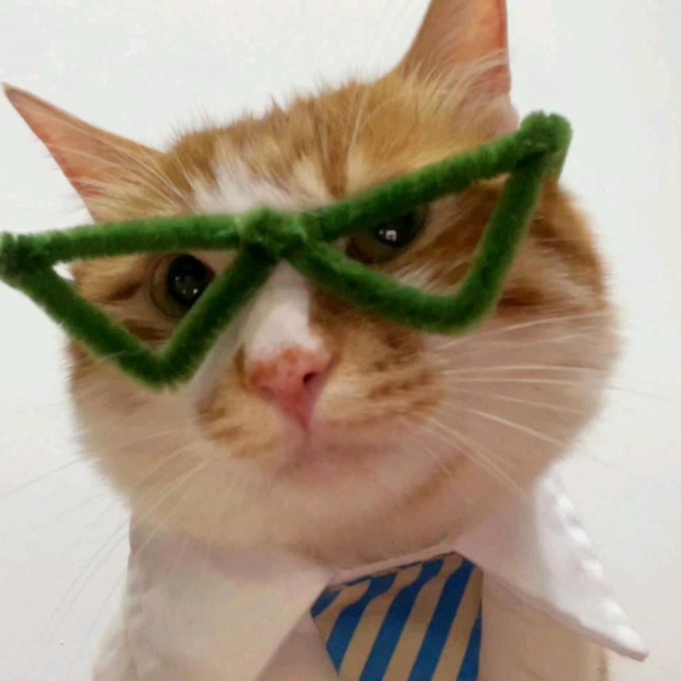我是一只猫