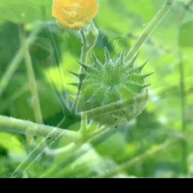 王新月