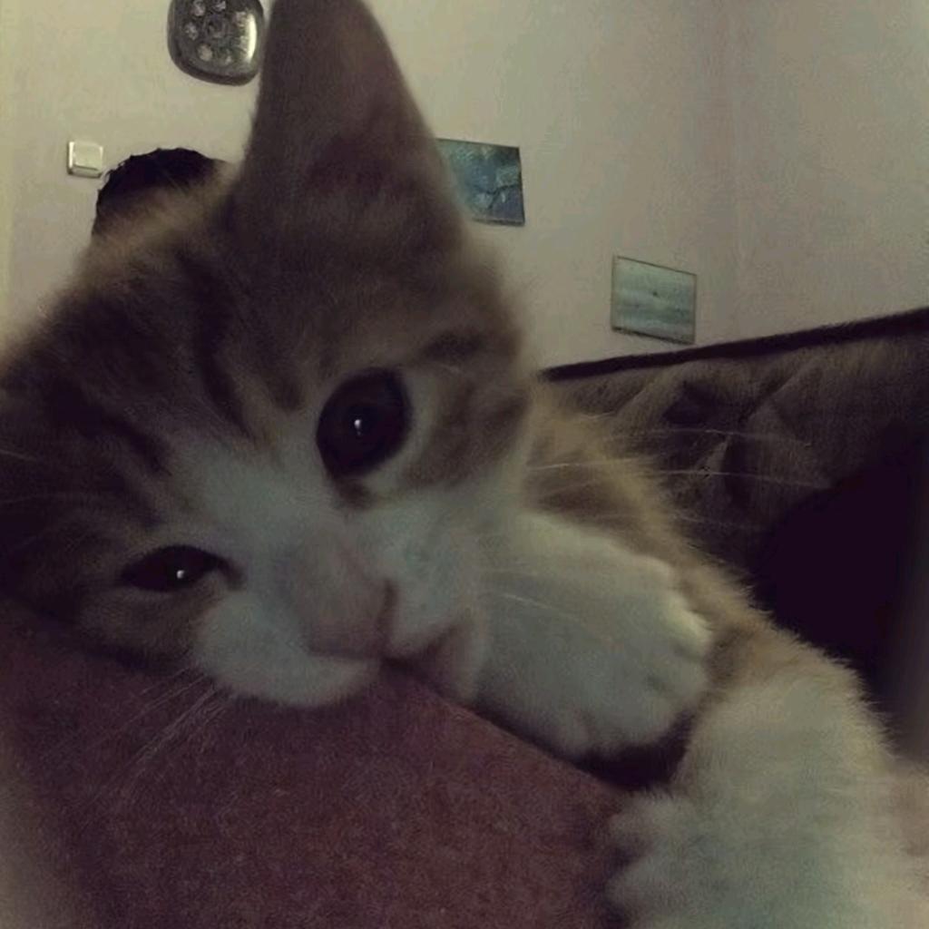 一枝猫