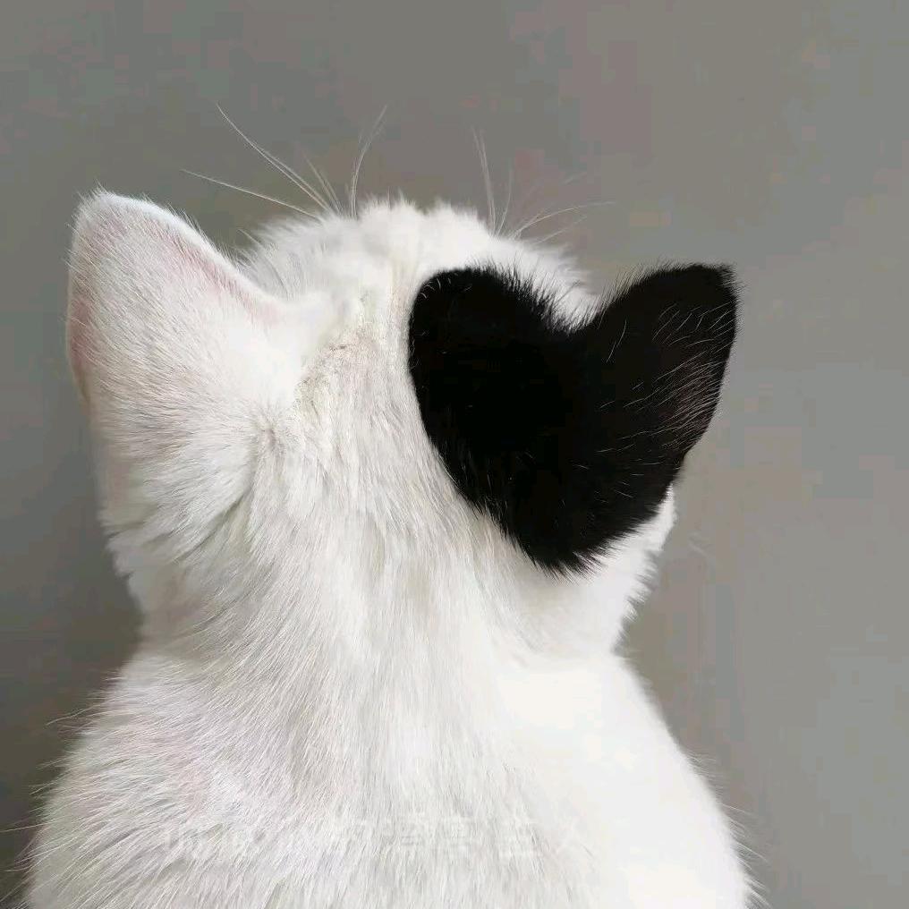 Amigo