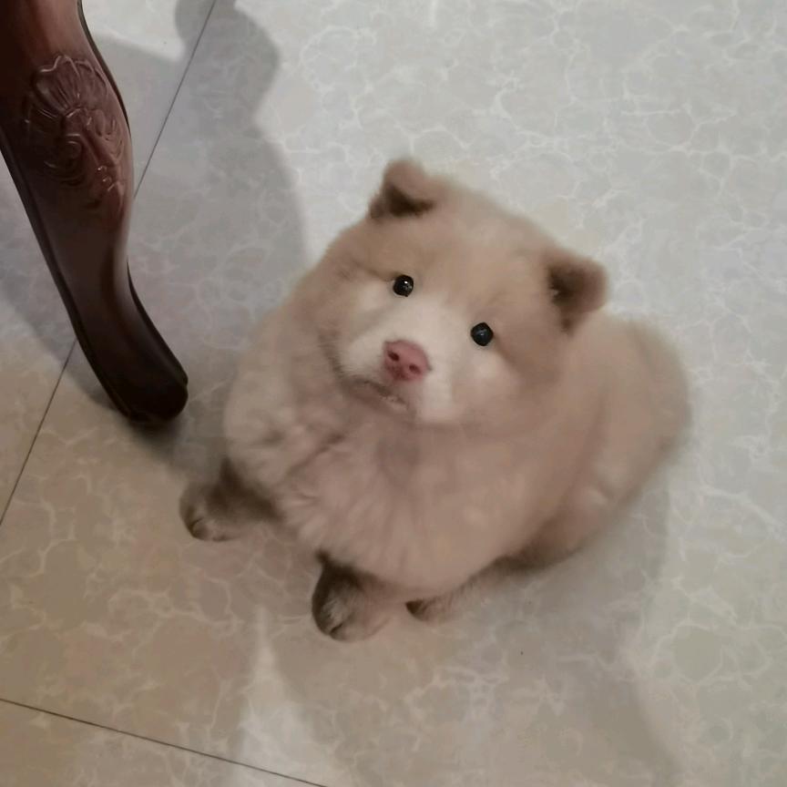 八十度灰