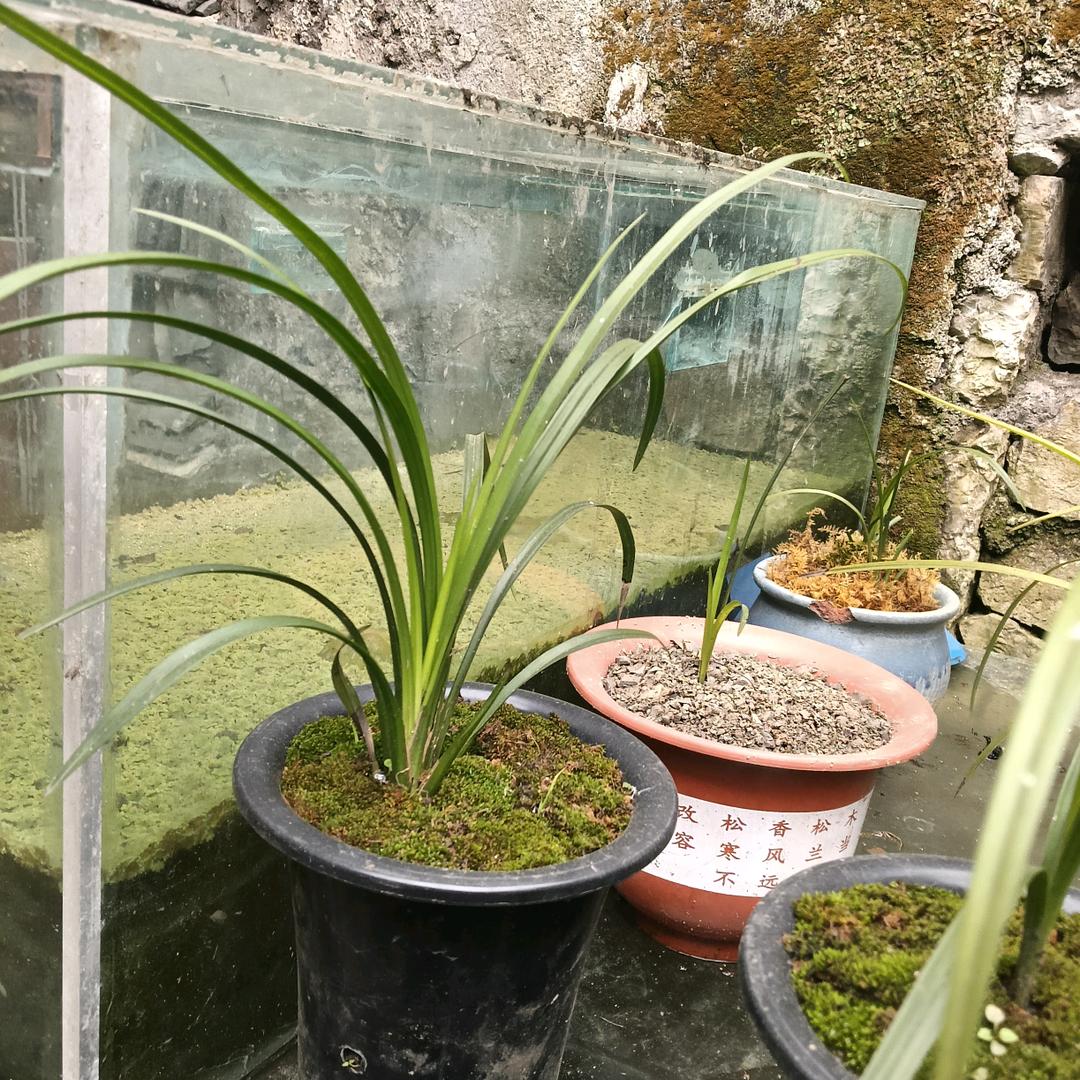 小彭友『灵哥哥』