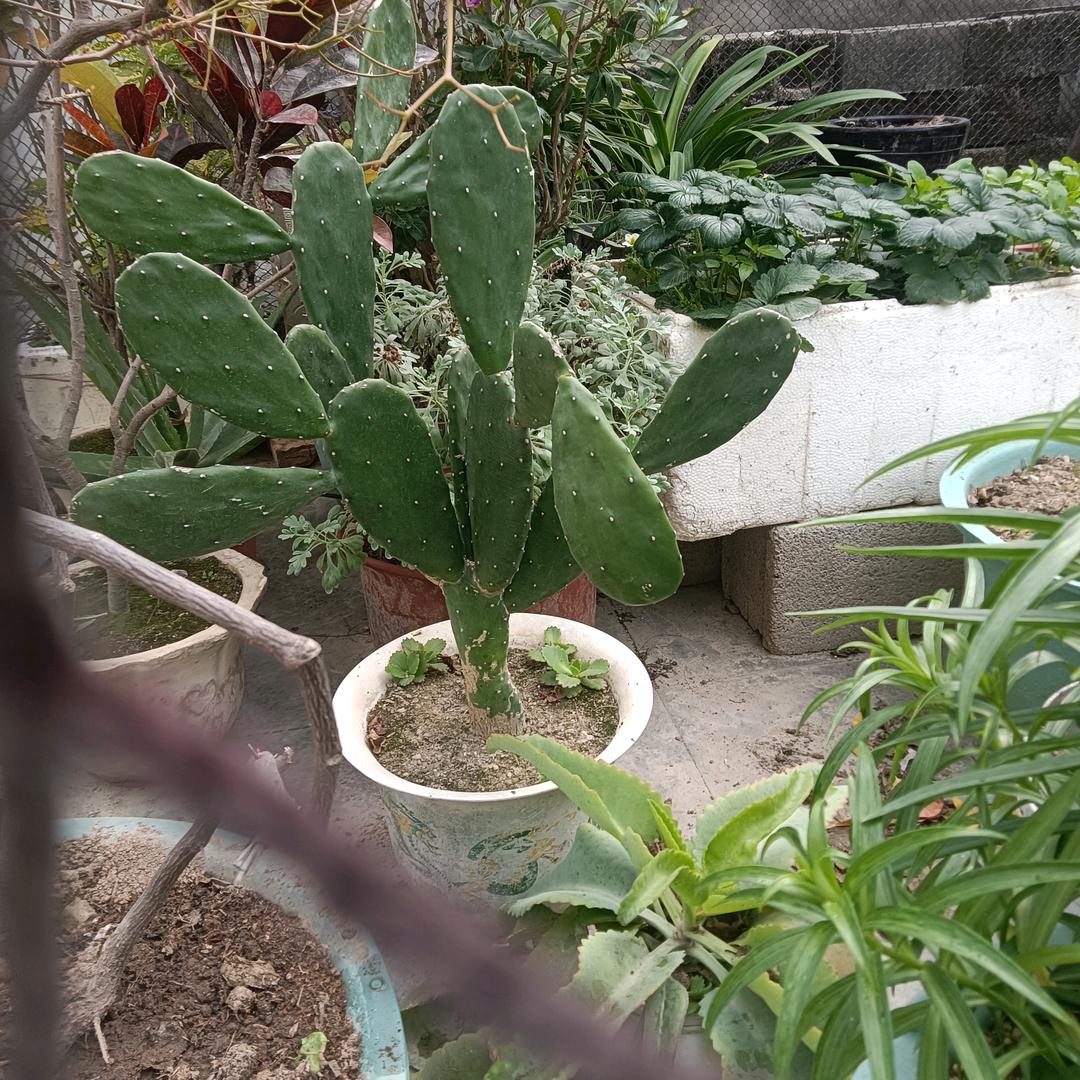 🔥阿真（龙儿）