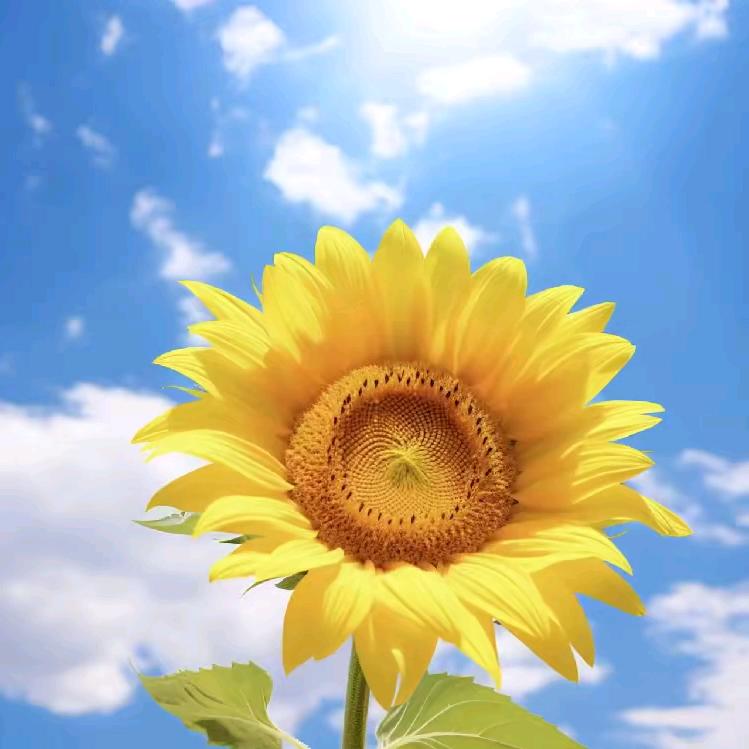 人生果