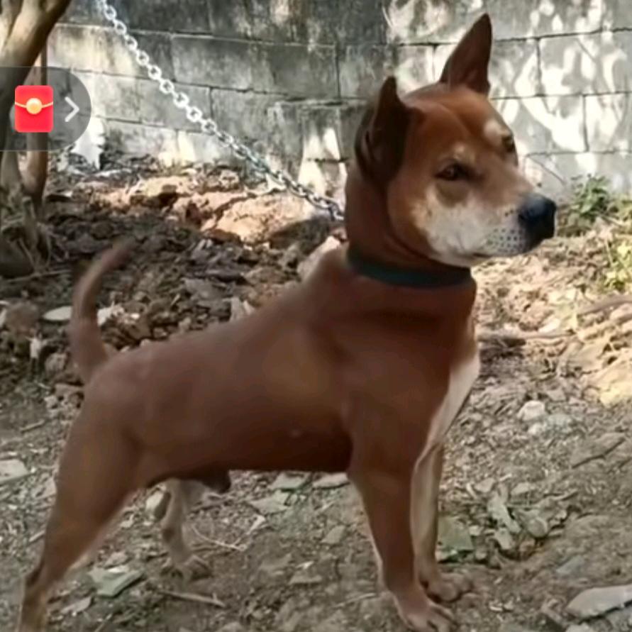 海南儋州本地🐶🐮🐏哥