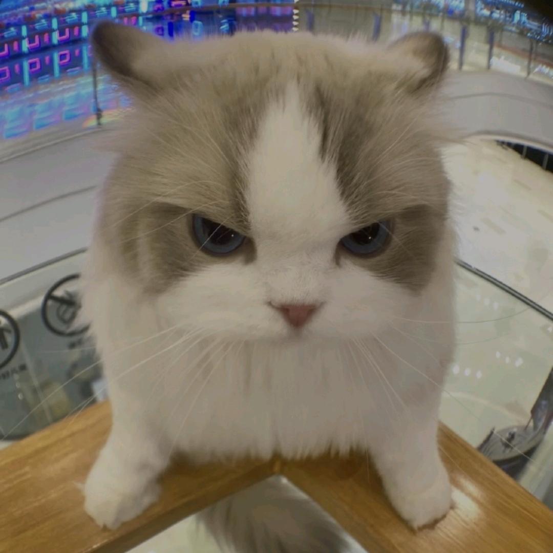 Fish(三角洲专业双跑)