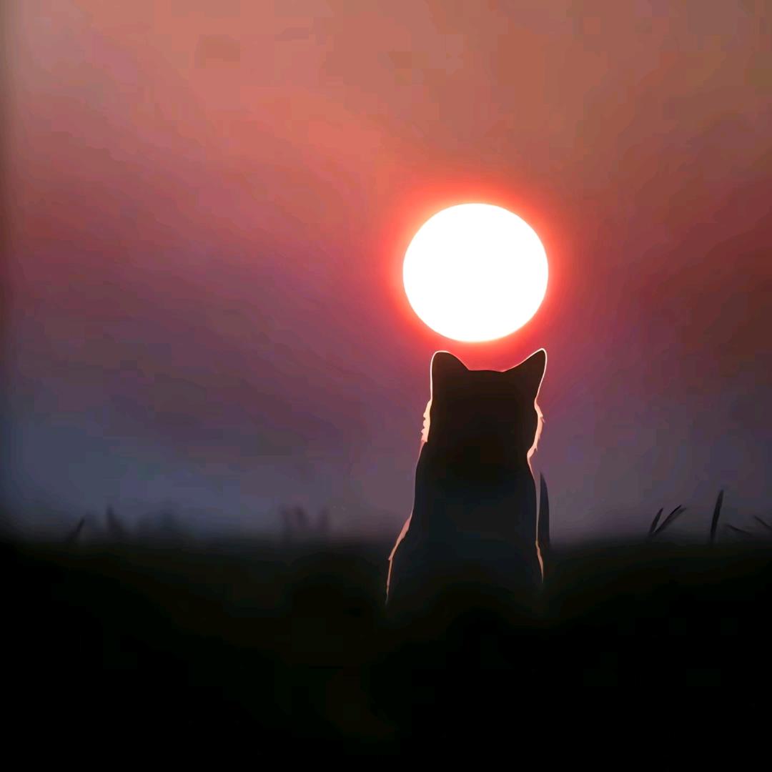 鲸溯Silver