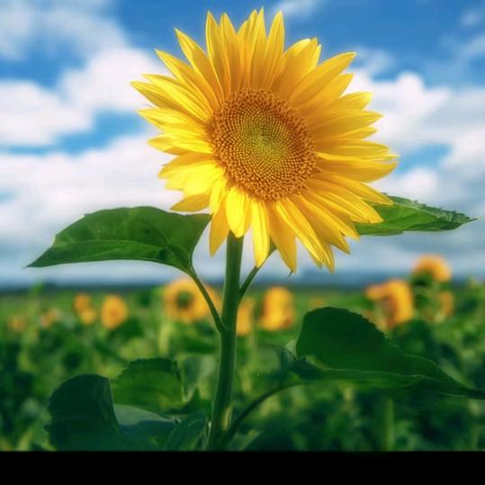 修(❁´◡`❁)*✲ﾟ*心