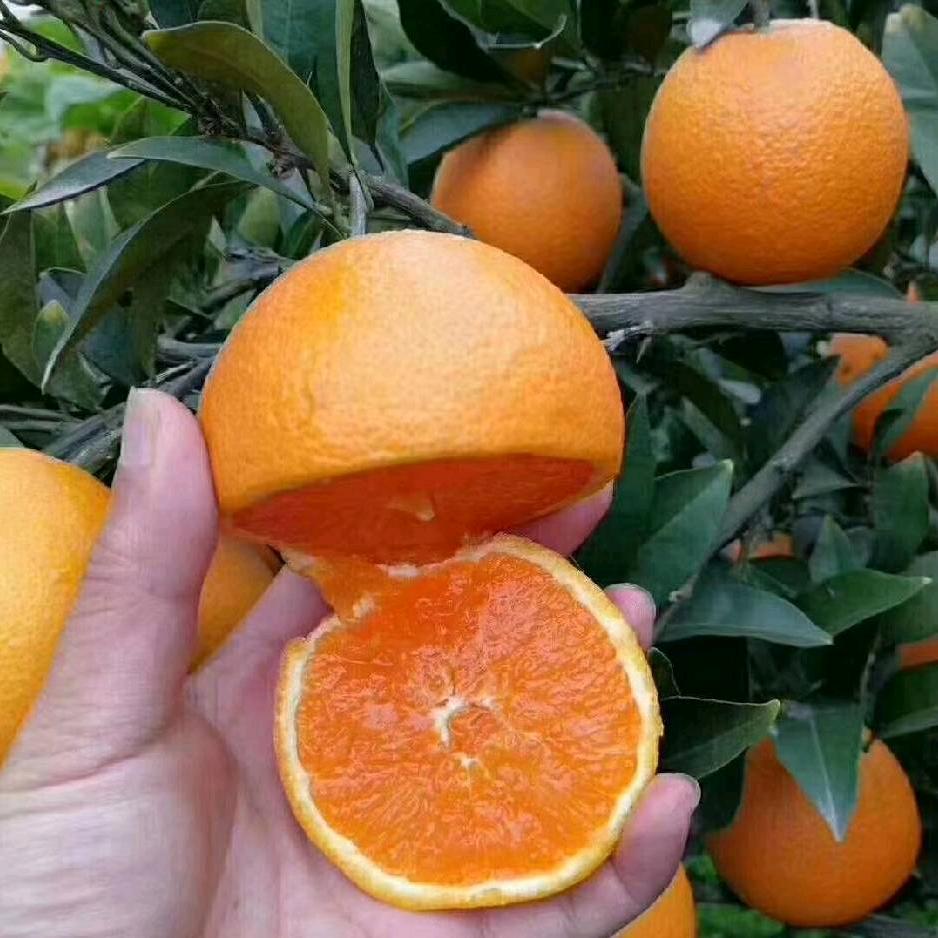 天天