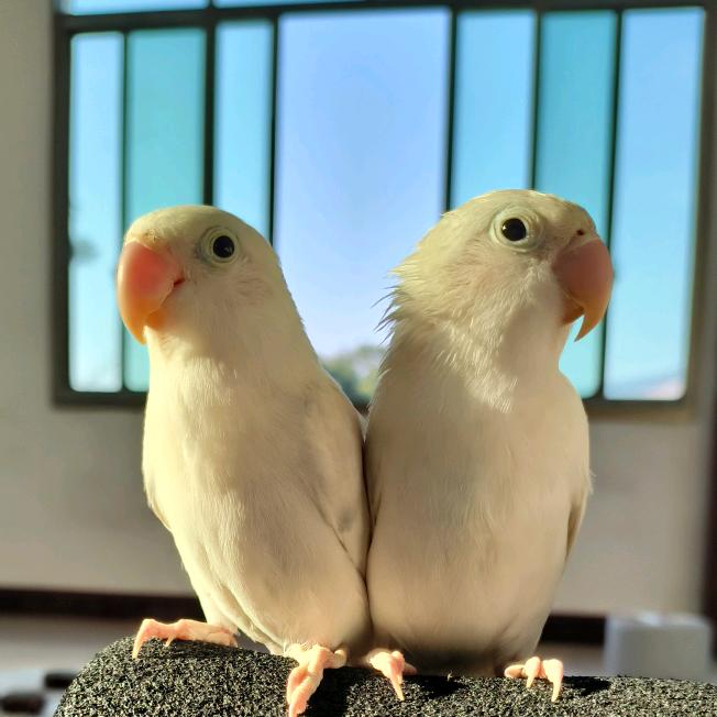 爱鸟养鸟🦜🦜