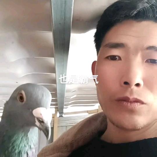瑞翔赛鸽