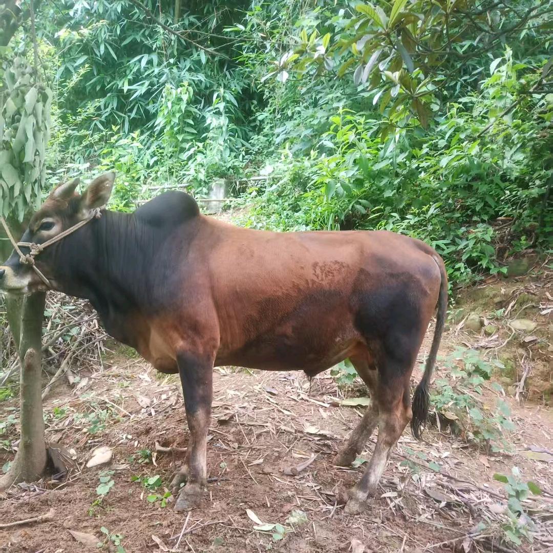 回想是梦