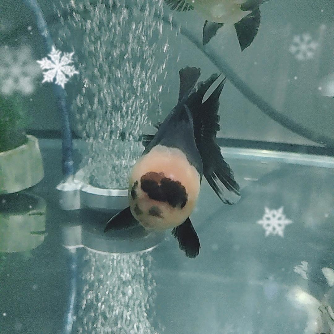 海利亚女神养鱼