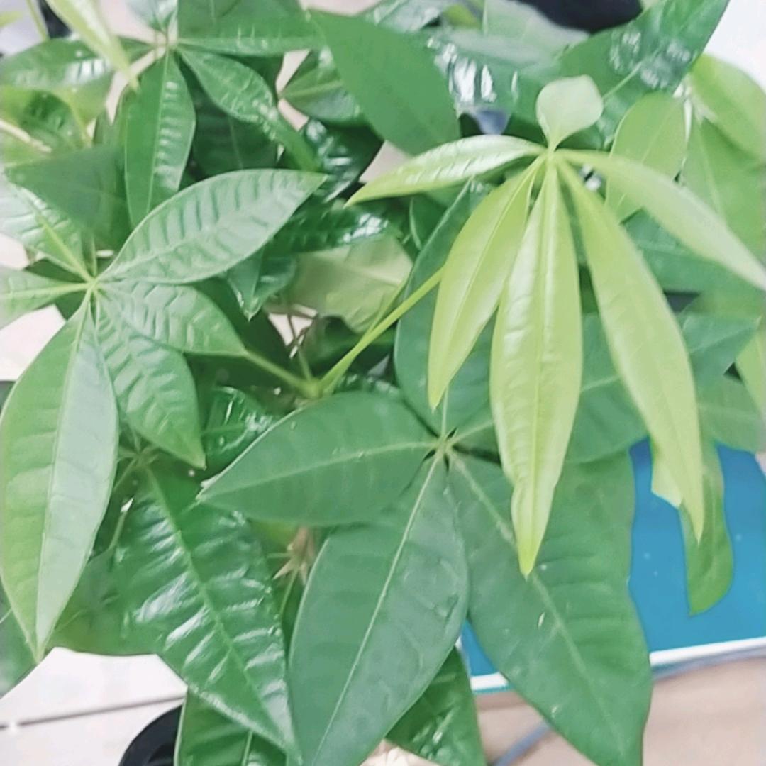 思屿佳企服