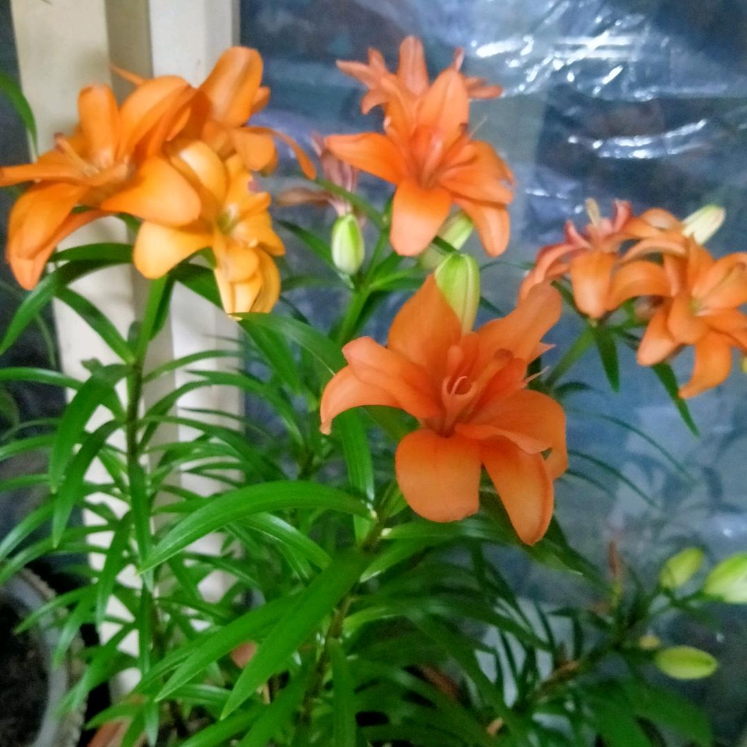 心中的玫瑰