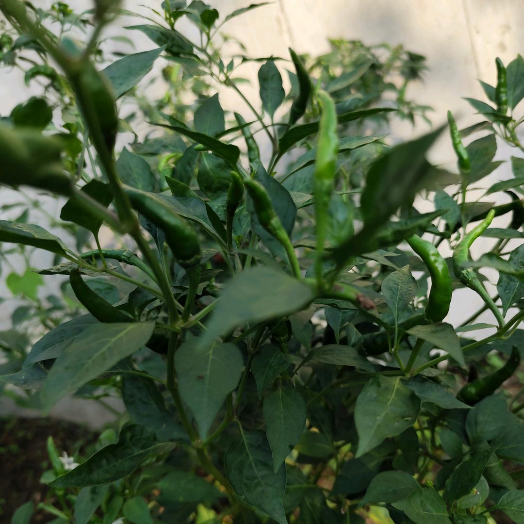 大壮是个种菜的