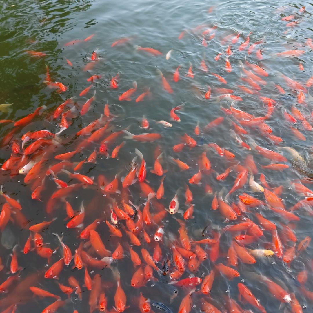 明天会更好