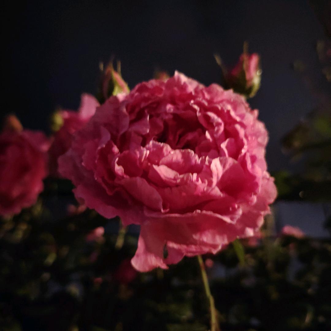 🌹🌹花样年华🌹🌹