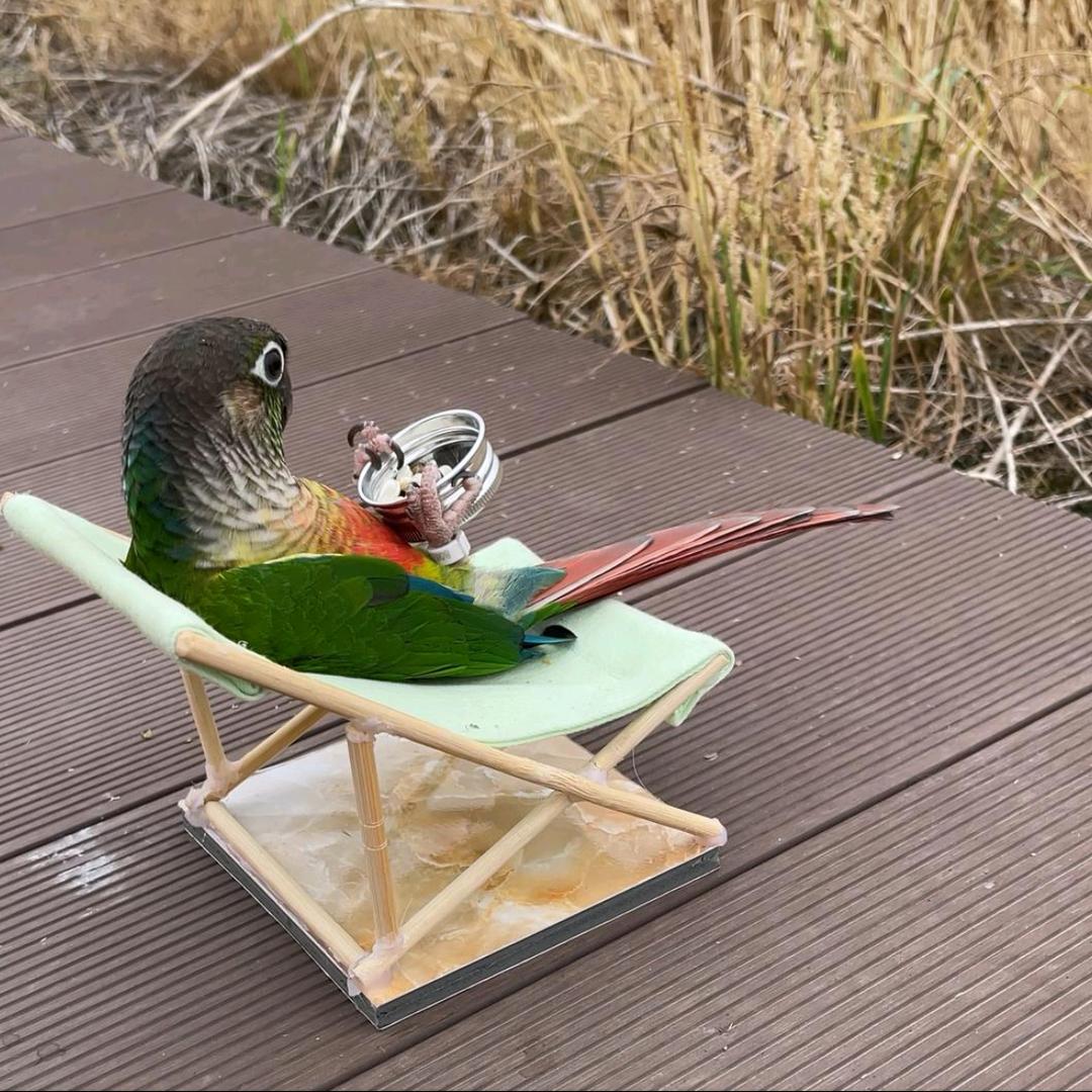 鹦鹉小太阳和尚