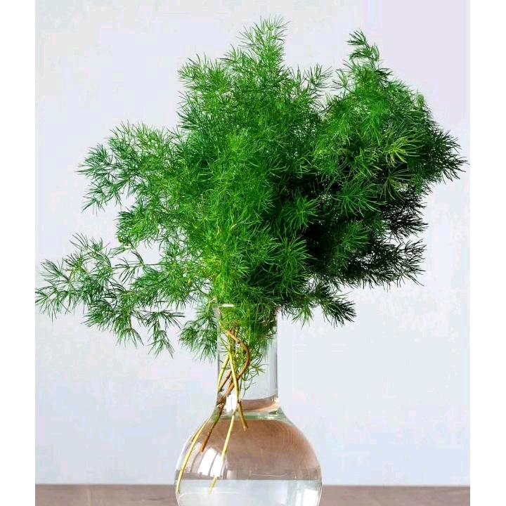 天天好心情