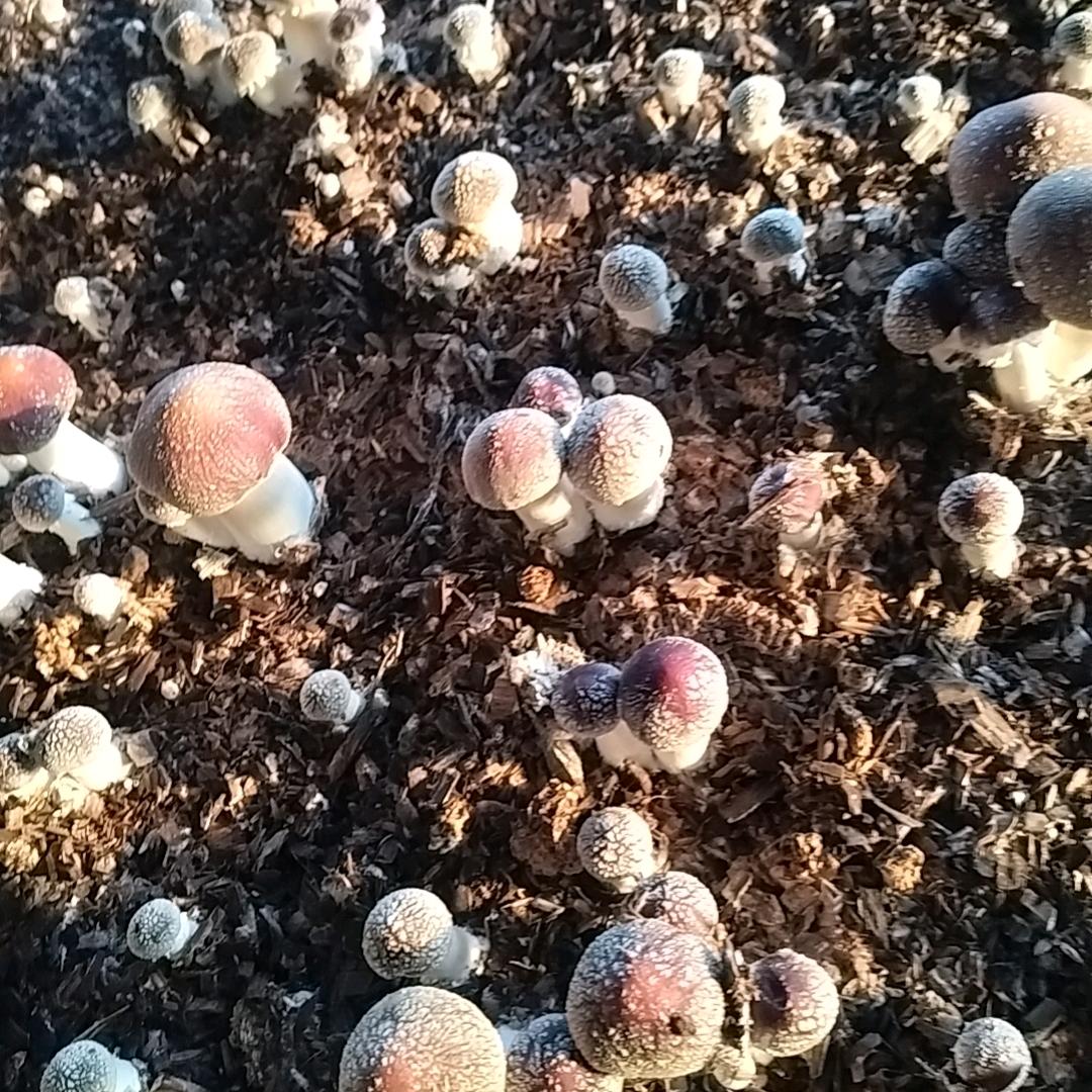 东丽军粮城食用菌松茸，采摘批发零售