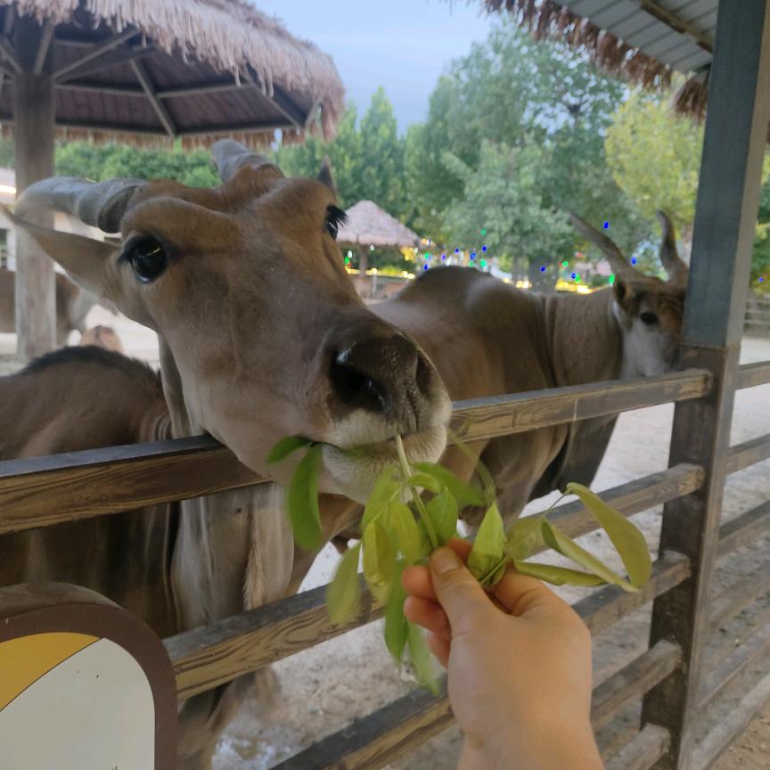羊村你喜妹