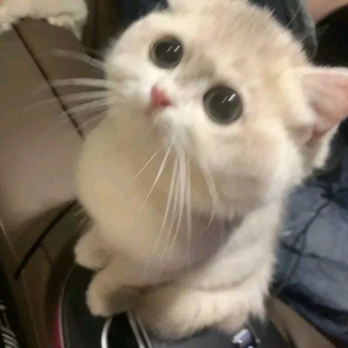 xx宠物那些事
