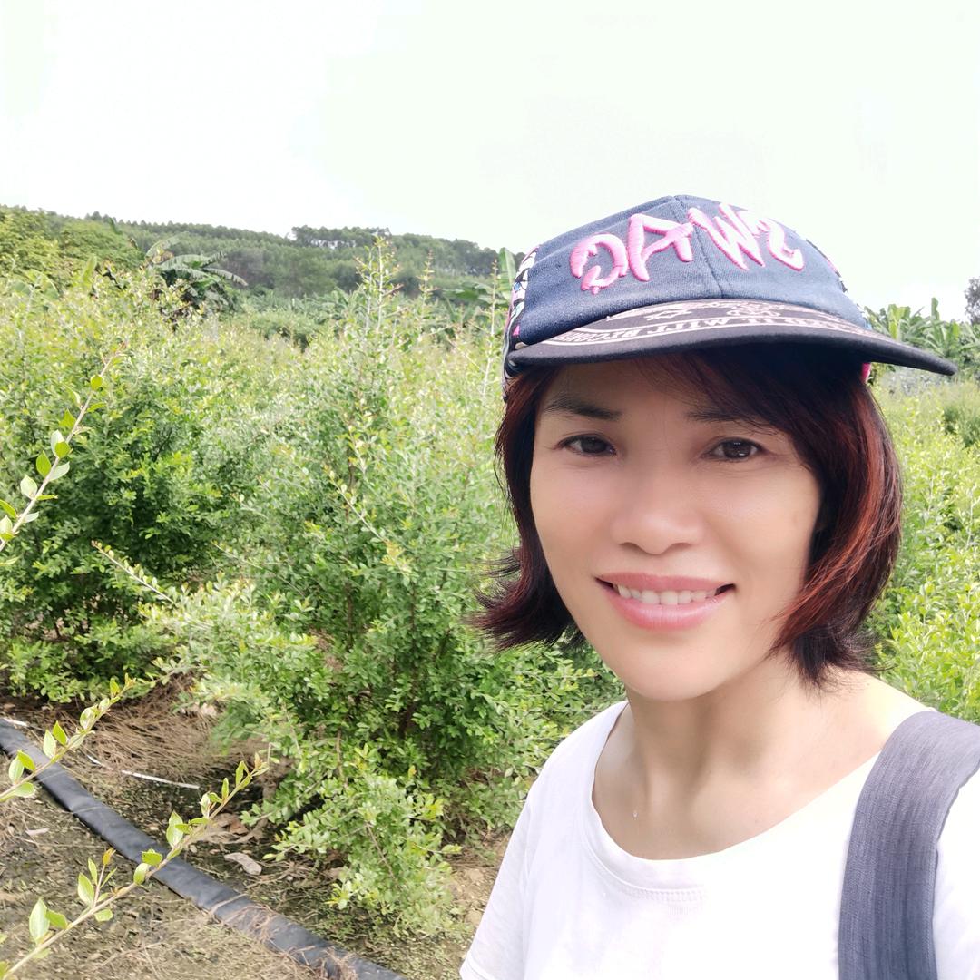 四小姐散沫花指甲花指甲叶指甲草染发草