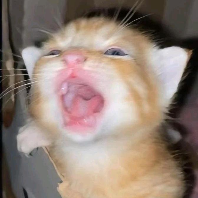 遇到困难睡大觉