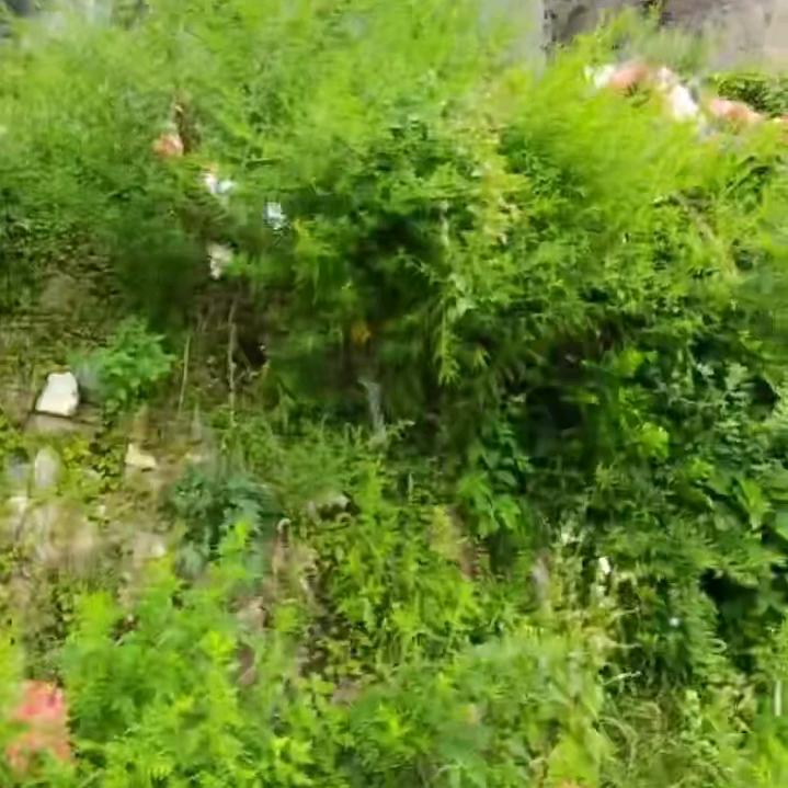 猛然一笑