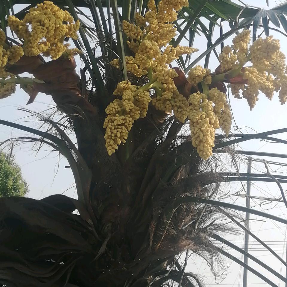 梦缘