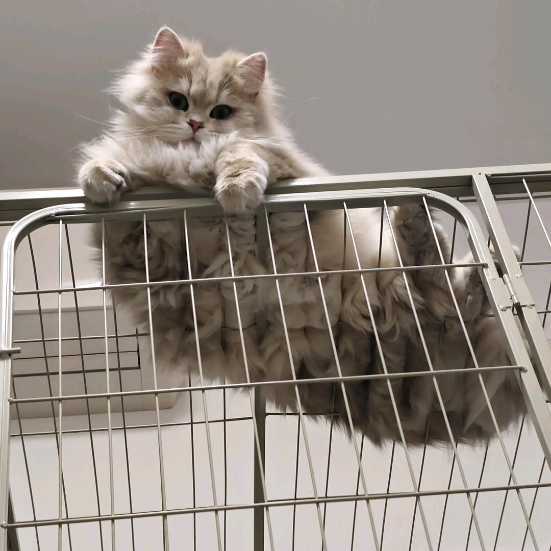 欣欣猫舍🥰